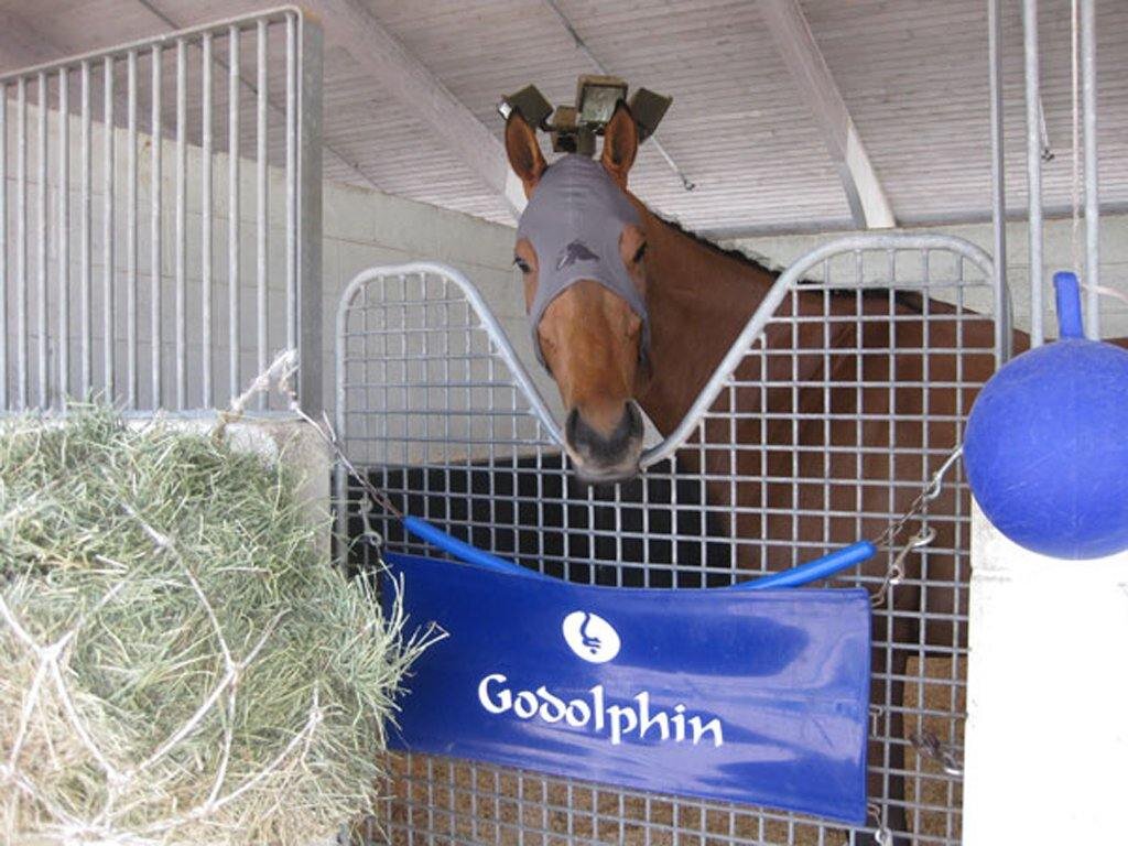 Fenwick Liquid Titanium Mask Pferdemaske ohne Ohren mit Klettverschluss XL