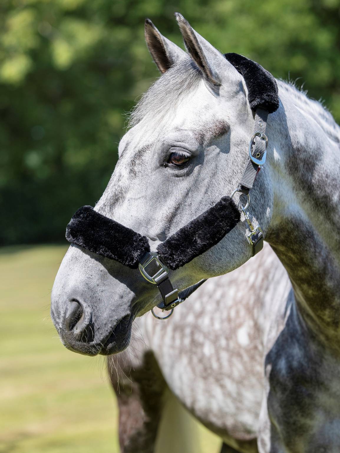 LeMieux Halfter Comfort Fleece Headcollar Grey/Black Pony