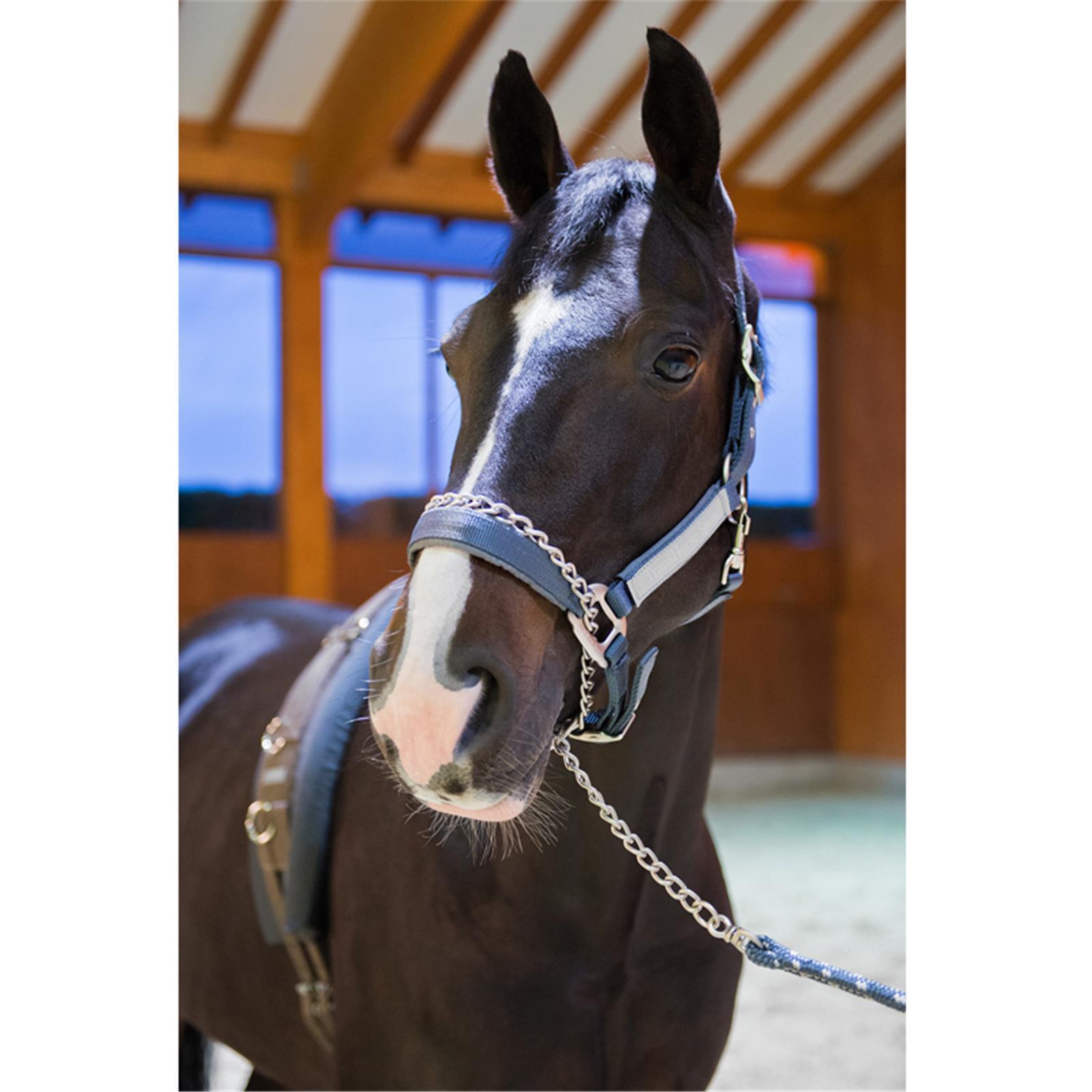 TransHorse Sport Führkette & Hengstkette Simple Cavier Black
