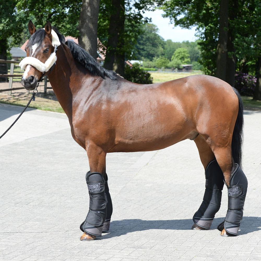 EQuest by Hölscher Transportgamasche | 4er Set black S Pony