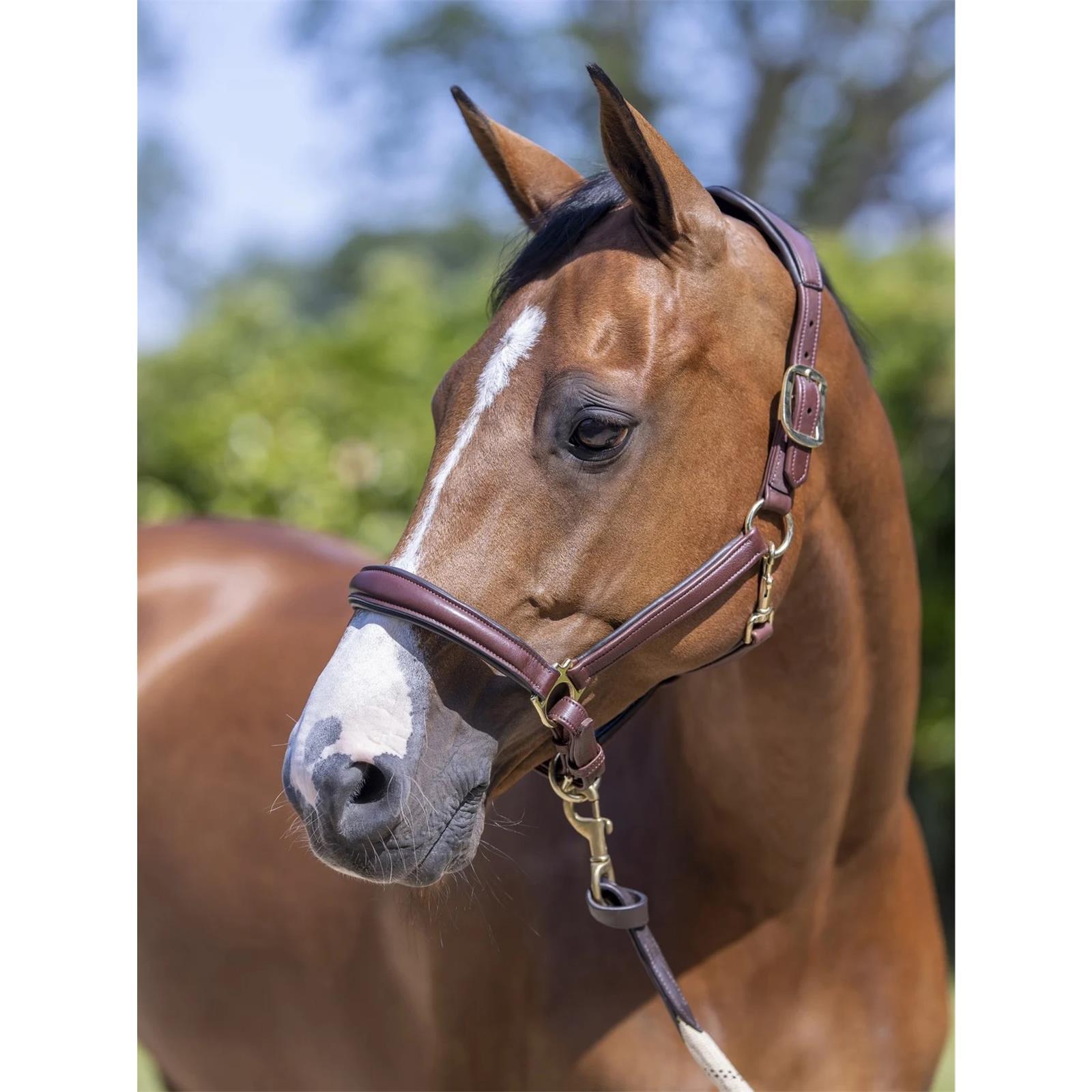 LeMieux Anatomic Headcollar Lederhalfter Brown Cob