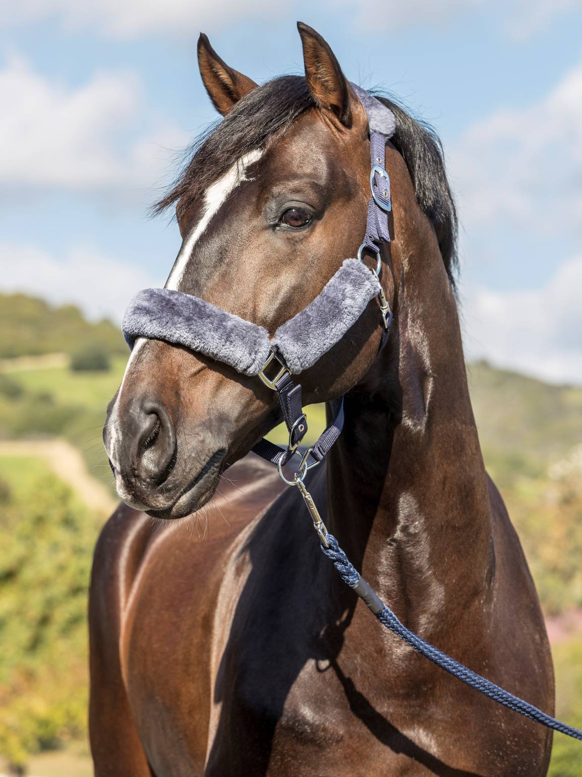 LeMieux Halfter Comfort Fleece Headcollar Navy/Grey Pony