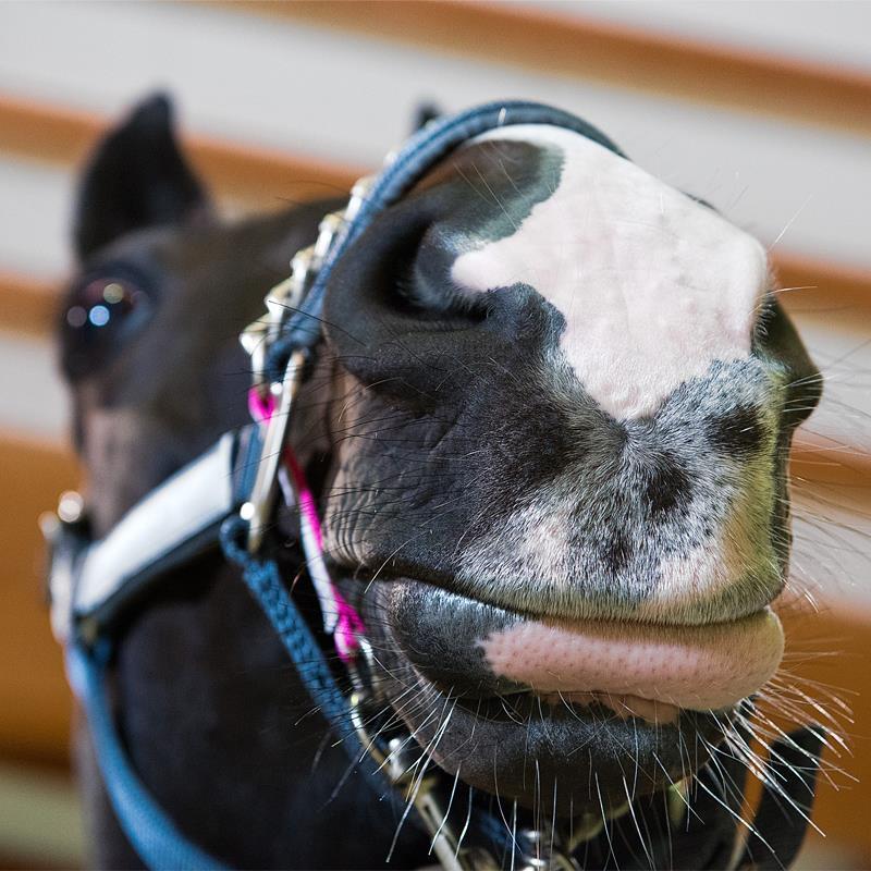 TransHorse Sport Führkette & Hengstkette Simple Cavier Black