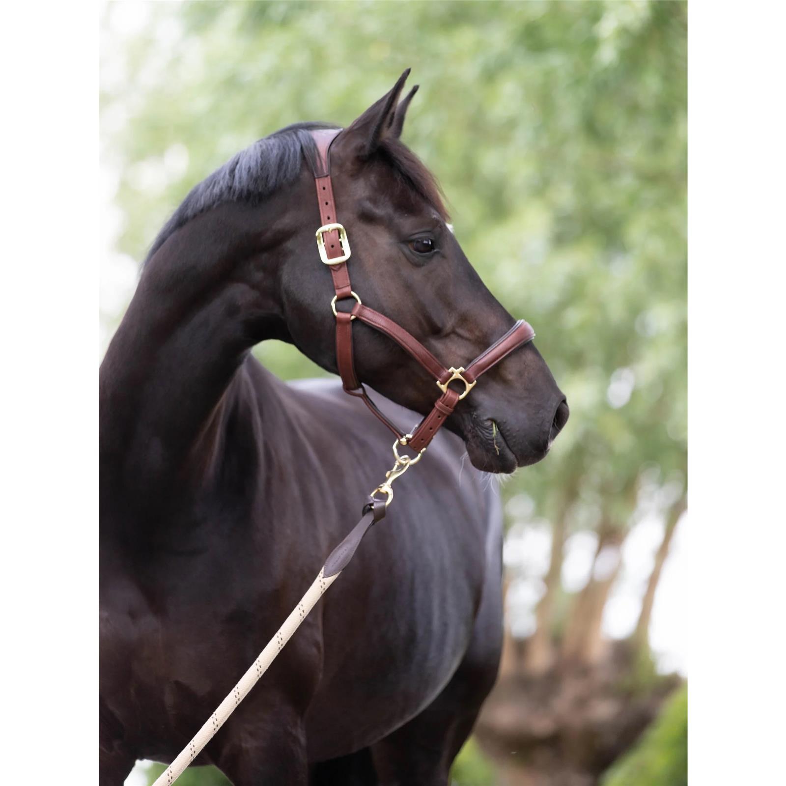 LeMieux Anatomic Headcollar Lederhalfter Brown Cob